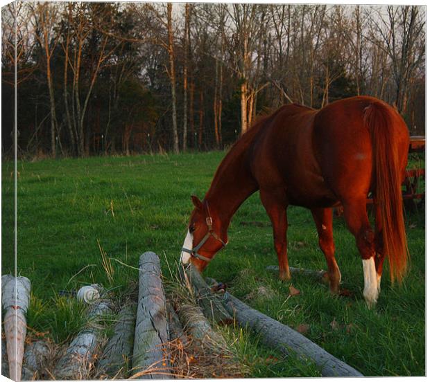 Horse Grazing Canvas Print by Susan Blevins