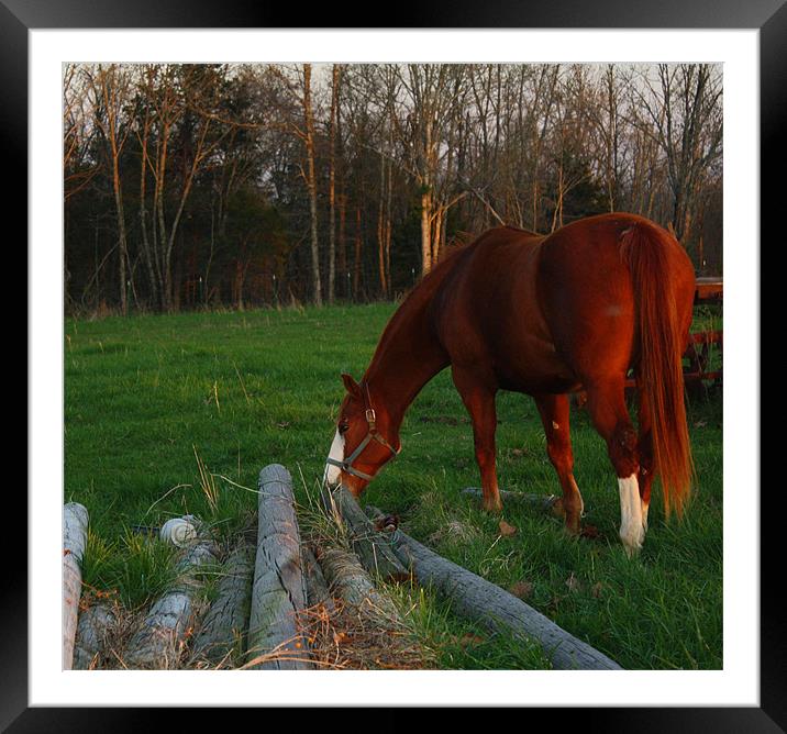 Horse Grazing Framed Mounted Print by Susan Blevins