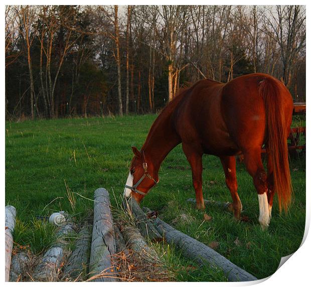 Horse Grazing Print by Susan Blevins