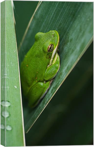 Gift of Nature Canvas Print by Susan Blevins