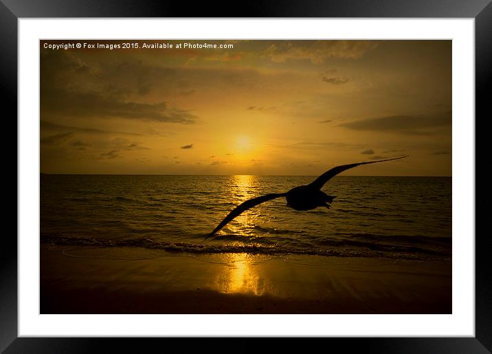  flying bird at sea Framed Mounted Print by Derrick Fox Lomax
