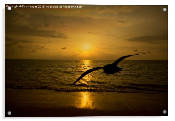  flying bird at sea Acrylic by Derrick Fox Lomax