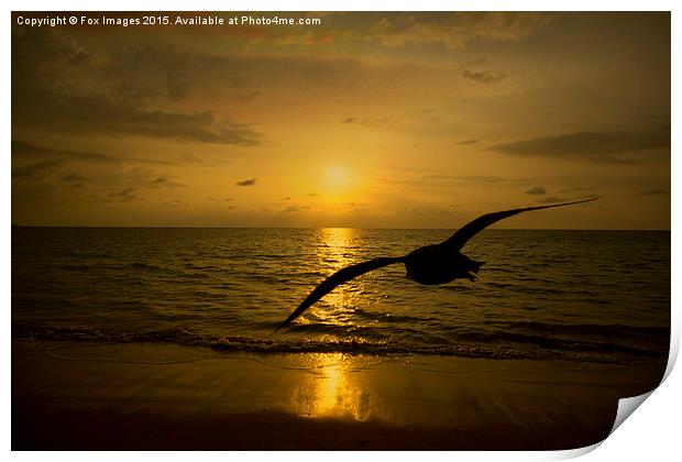  flying bird at sea Print by Derrick Fox Lomax