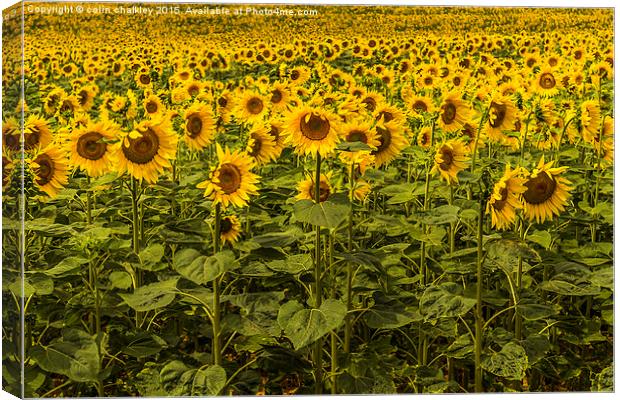  Sunflowers in Boussac Canvas Print by colin chalkley