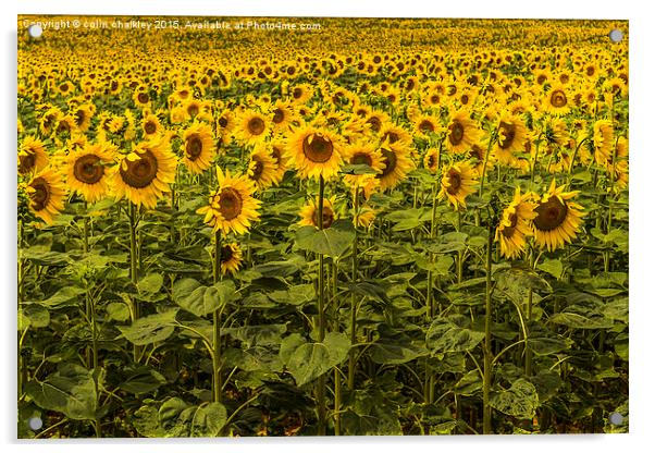 Sunflowers in Boussac Acrylic by colin chalkley