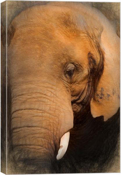  Elephant Canvas Print by Ian Merton