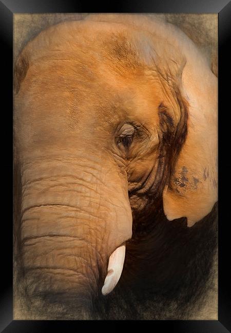  Elephant Framed Print by Ian Merton