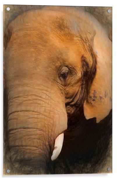  Elephant Acrylic by Ian Merton