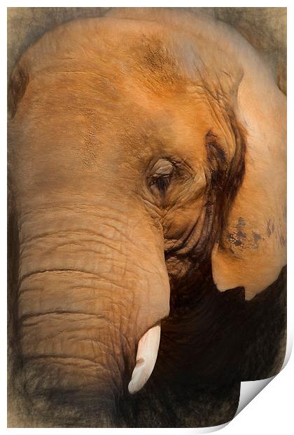  Elephant Print by Ian Merton