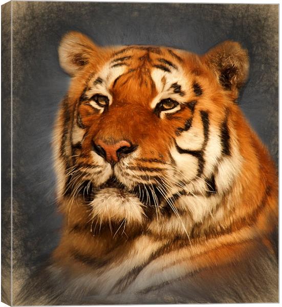  Tiger Canvas Print by Ian Merton