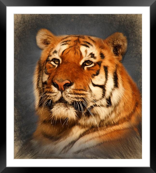  Tiger Framed Mounted Print by Ian Merton