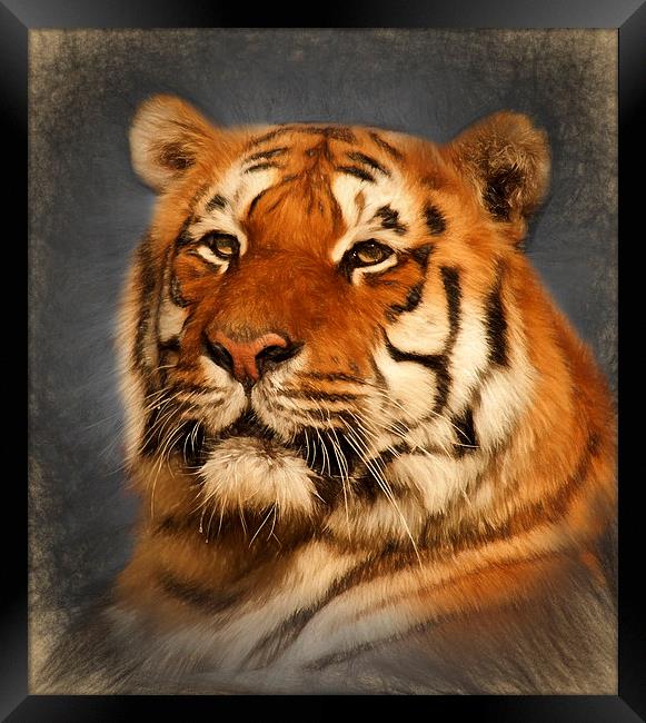  Tiger Framed Print by Ian Merton
