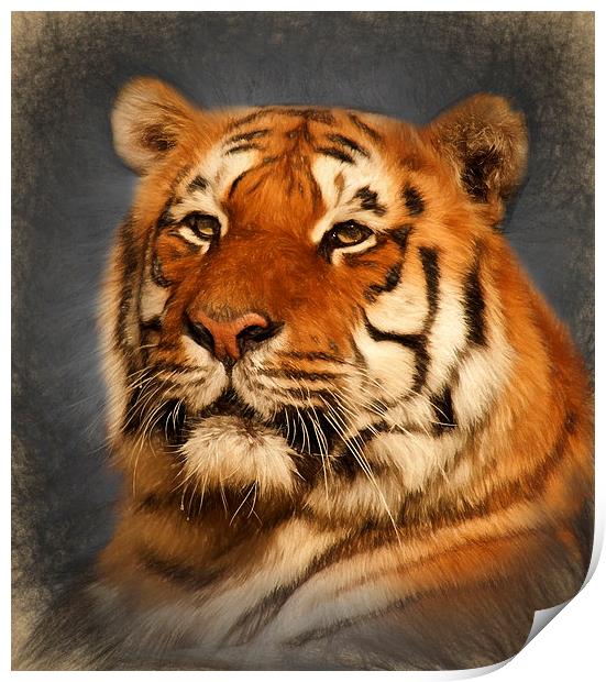  Tiger Print by Ian Merton