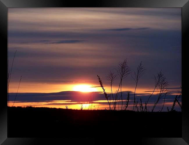  Grassy Sunset Framed Print by dan Comeau