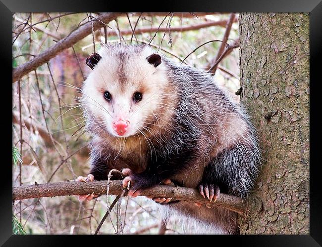  Possum in a Tree Framed Print by dan Comeau