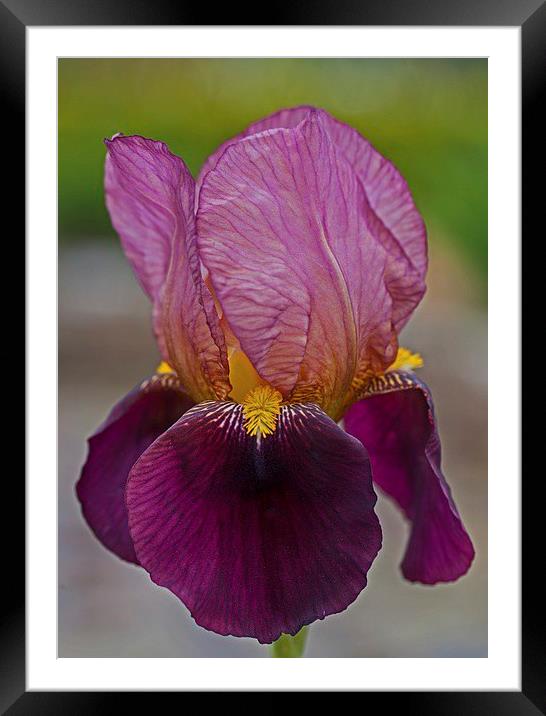  Bearded iris Framed Mounted Print by Stephen Prosser