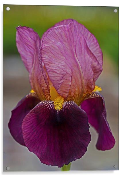  Bearded iris Acrylic by Stephen Prosser