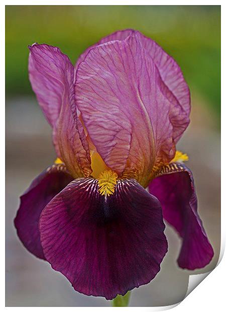  Bearded iris Print by Stephen Prosser