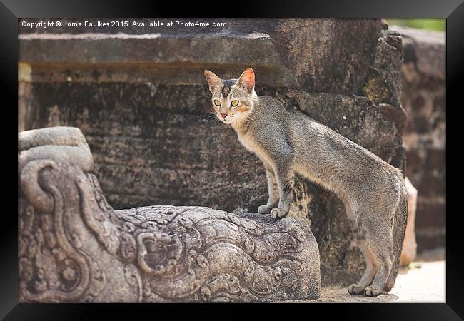 Stray Cat at Temple Ruins  Framed Print by Lorna Faulkes