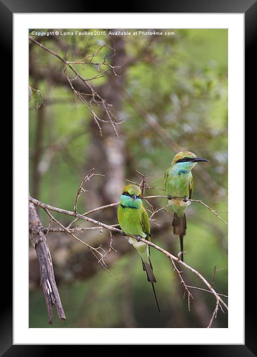 A Pair of Bee - Eaters Framed Mounted Print by Lorna Faulkes