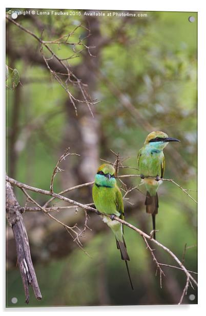 A Pair of Bee - Eaters Acrylic by Lorna Faulkes