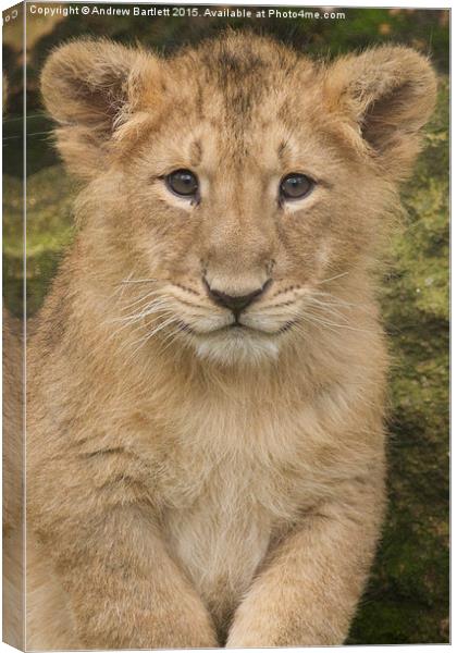  Asiatic Lion Canvas Print by Andrew Bartlett