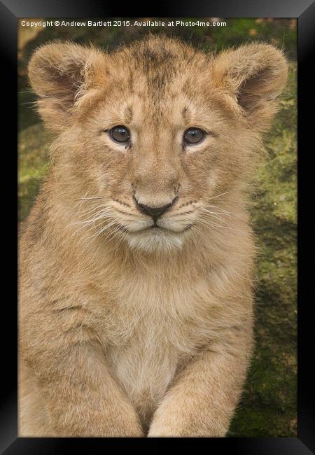  Asiatic Lion Framed Print by Andrew Bartlett