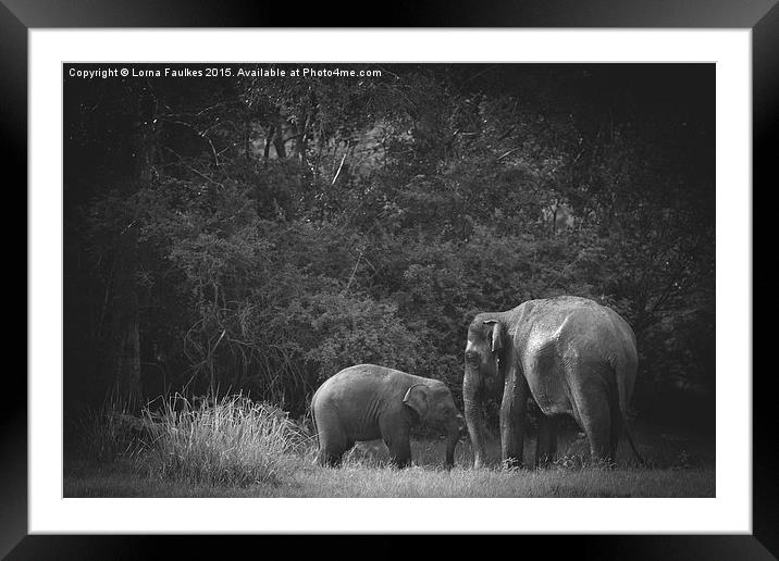 Mother and Baby Asian Elephant  Framed Mounted Print by Lorna Faulkes