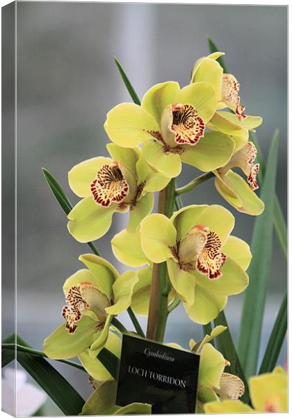 Yellow Cymbidium orchid Canvas Print by Ruth Hallam