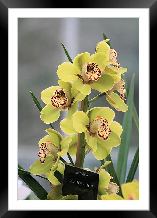 Yellow Cymbidium orchid Framed Mounted Print by Ruth Hallam
