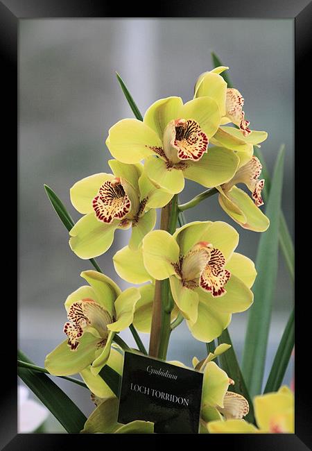 Yellow Cymbidium orchid Framed Print by Ruth Hallam