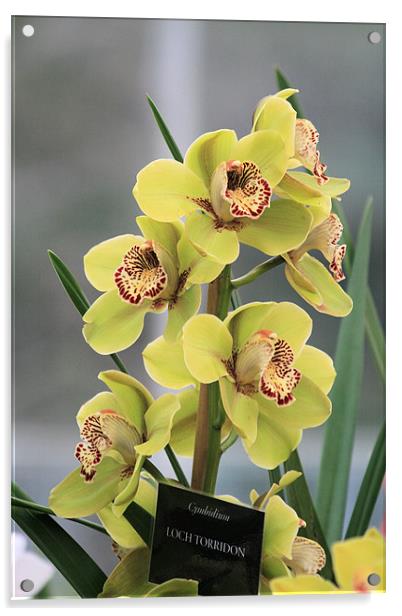 Yellow Cymbidium orchid Acrylic by Ruth Hallam