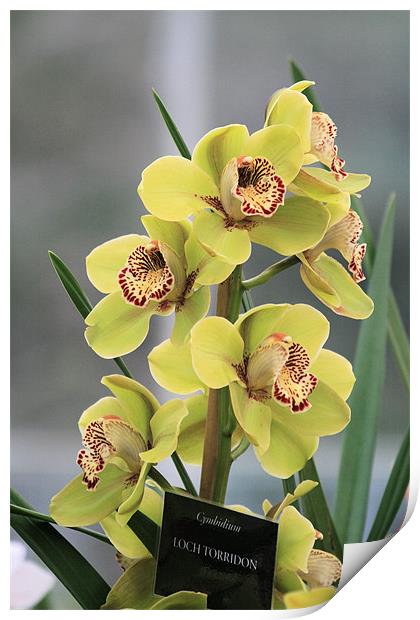 Yellow Cymbidium orchid Print by Ruth Hallam