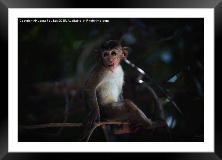Baby Toque Macaque Framed Mounted Print by Lorna Faulkes