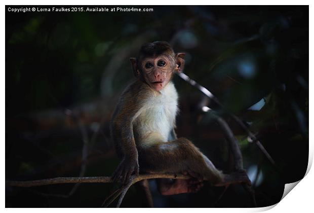 Baby Toque Macaque Print by Lorna Faulkes