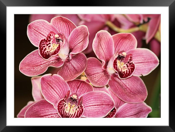 Pink Cymbidium orchids 3 Framed Mounted Print by Ruth Hallam