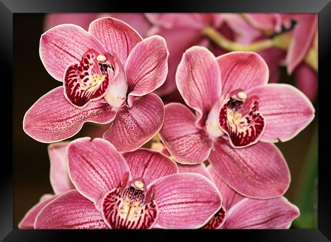 Pink Cymbidium orchids 3 Framed Print by Ruth Hallam