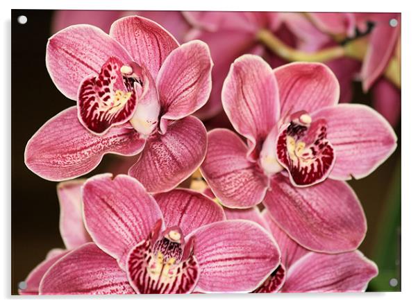 Pink Cymbidium orchids 3 Acrylic by Ruth Hallam