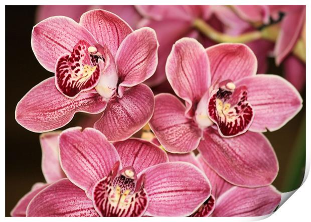 Pink Cymbidium orchids 3 Print by Ruth Hallam