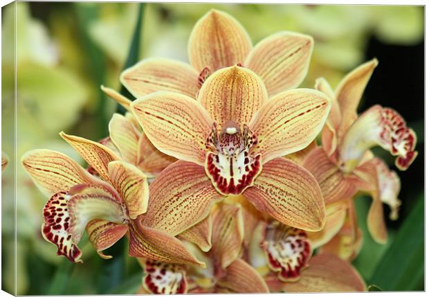 Orange Cymbidium orchids 2 Canvas Print by Ruth Hallam