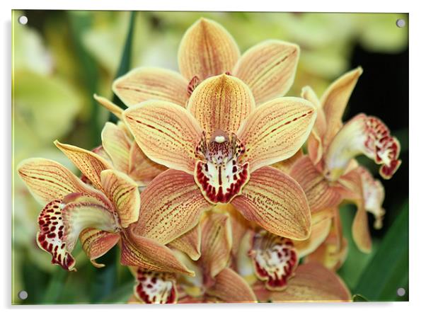 Orange Cymbidium orchids 2 Acrylic by Ruth Hallam
