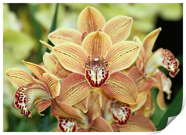 Orange Cymbidium orchids 2 Print by Ruth Hallam