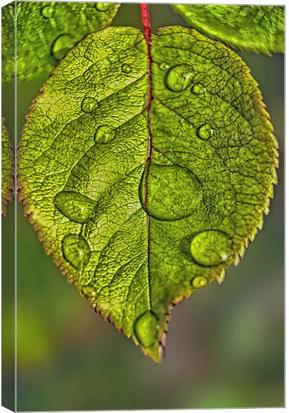 Raindrops On A Leaf Canvas Print by Tom York