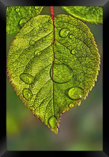 Raindrops On A Leaf Framed Print by Tom York