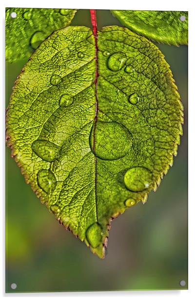 Raindrops On A Leaf Acrylic by Tom York