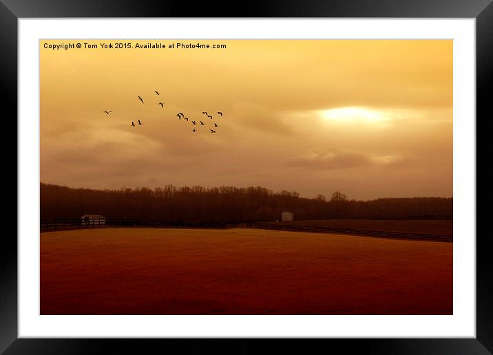 A November Day In The Country Framed Mounted Print by Tom York
