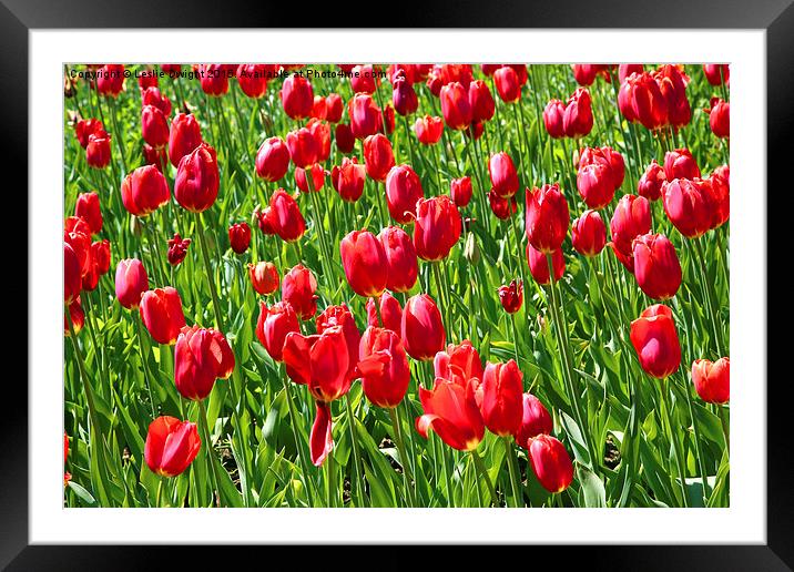  Tulips Framed Mounted Print by Leslie Dwight