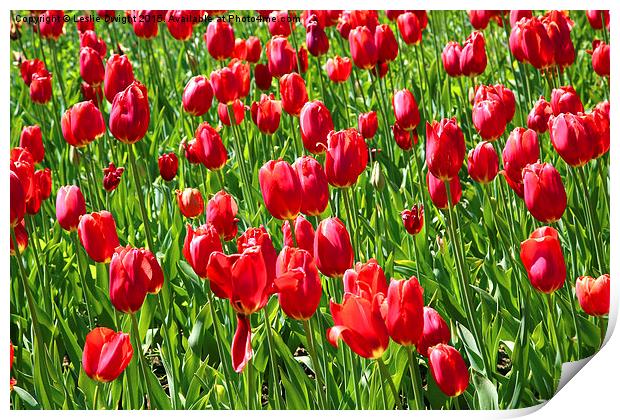  Tulips Print by Leslie Dwight
