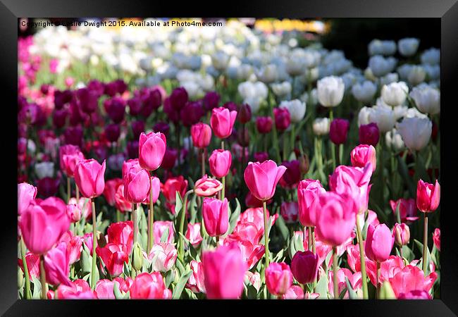  Tulip field Framed Print by Leslie Dwight