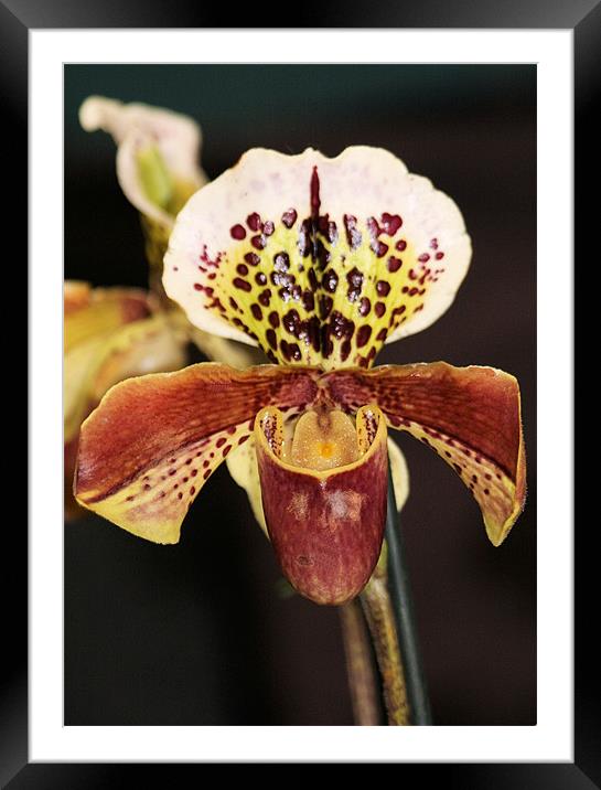 Red Slipper orchid Framed Mounted Print by Ruth Hallam